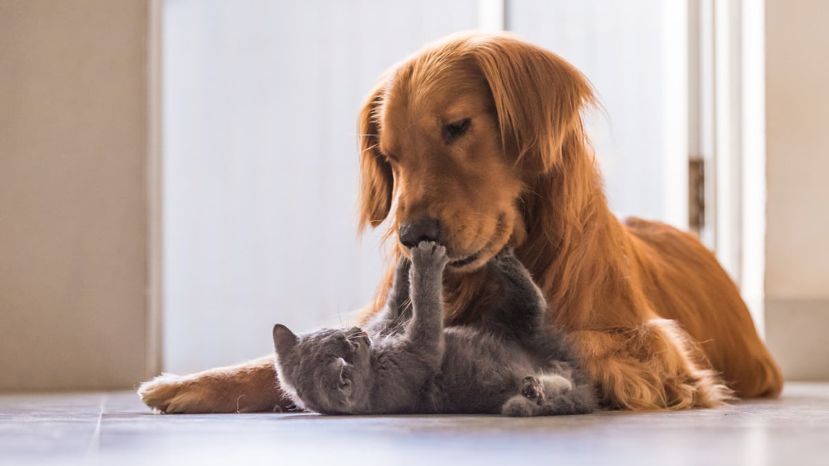 Para seu Pet - AMERYK